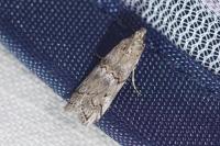 Pempelia palumbella