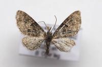 Eupithecia dodoneata
