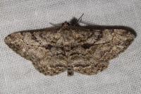 Peribatodes rhomboidaria rhomboidaria