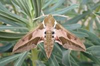 Hyles euphorbiae