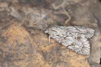 Acronicta aceris