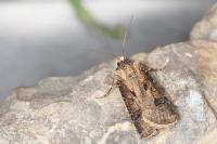 Agrotis clavis clavis