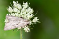 Auchmis detersa