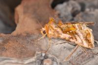 Autographa jota