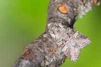 Brachylomia viminalis