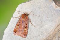 Diarsia brunnea