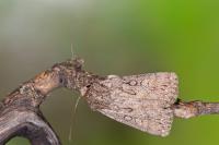 Dichagyris forcipula
