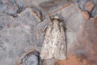 Dichagyris signifera