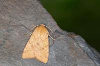 Enargia paleacea