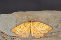 Epione vespertaria