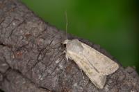 Euxoa decora simulatrix