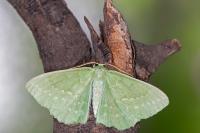 Geometra papilionaria