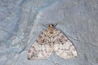 Hydriomena furcata