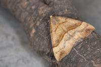 Hypena proboscidalis
