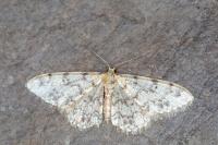 Idaea typicata