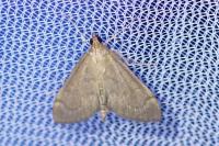 Anania terrealis