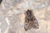 Mniotype adusta