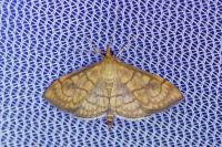 Anania verbascalis