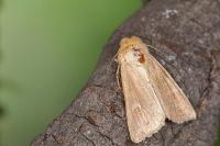 Mythimna ferrago
