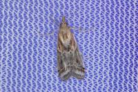 Ancylosis cinnamomella