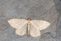 Philereme vetulata