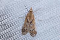 Ancylosis cinnamomella