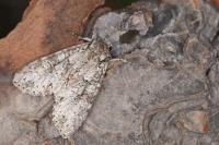 Polia nebulosa