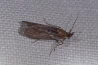 Selagia spadicella