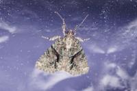 Cryphia