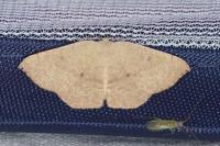 Cyclophora puppillaria