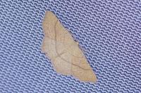Cyclophora suppunctaria