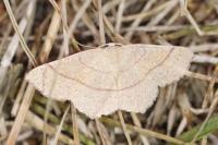 Cyclophora suppunctaria