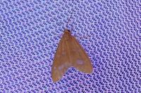 Dysauxes famula