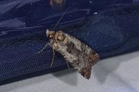Epilecta linogrisea