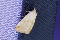 Eublemma ostrina