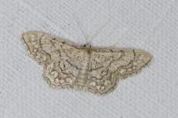 Idaea moniliata