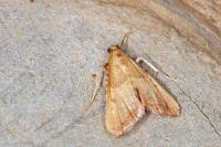 Endotricha flammealis