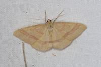 Rhodostrophia calabra