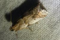 Acrobasis glaucella/fallouella