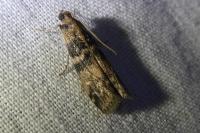 Euzophera pinguis