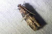 Euzophera pinguis
