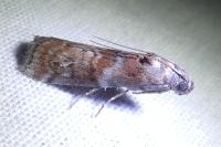Phycita roborella