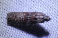 Phycita roborella