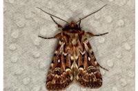 Lycophotia porphyrea