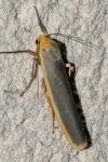 Manulea complana