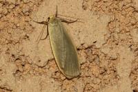 Collita griseola