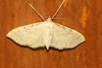 Idaea fuscovenosa