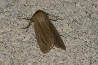 Mythimna impura
