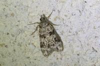 Eudonia delunella