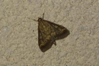 Ostrinia nubilalis